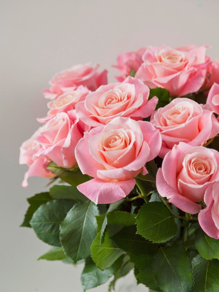 Pink Flowers